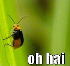 Bug Waving Oh Hai!